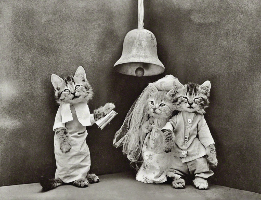 dawne pocztówki ze zwierzętami XIX w. pocztówki z kotami psami